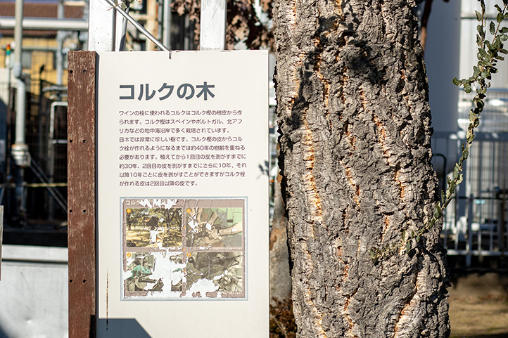 サントネージュワイン工場見学 見学場所：コルクの木