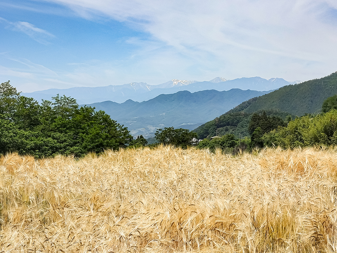 大麦圃場